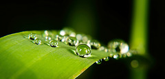 Die Regenperlen sind am Grashalm liegen geblieben :))  The rain beads have remained on the blade of grass :))  Les perles de pluie sont restées sur le brin d'herbe :))