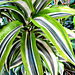 Striped Leaves.