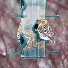 Common Redpoll with an orange spot