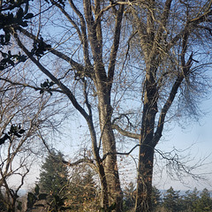 neighbors grand oak - waiting for spring
