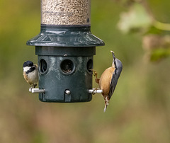 Great tit and nuthatch
