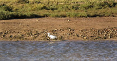 Egret on Ria Formosa.