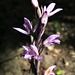 Limodorum abortivum, Orchidacées (Bédoin, Vaucluse, France)