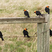 Yellow-headed Blackbirds in every direction