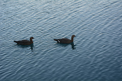 Chile, The Pair of Magellan Geese
