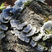 Fungus on a log, Pt Pelee