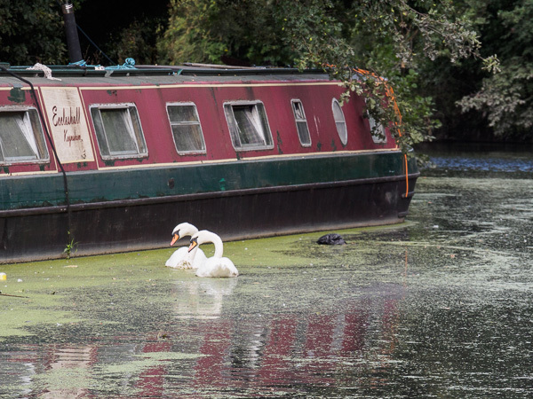 Swans on the canal