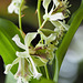 Dendrobium delacourii Guillaumin  เอื้องดอกมะขาม