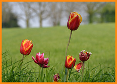 Tulips from Elkenrade