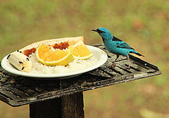 A male Blue Dancis inspects his lunch.
