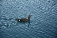 Chile, The Lonely Magellan Goose