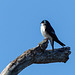 Tree Swallow, Day 2, Rondeau Provincial Park