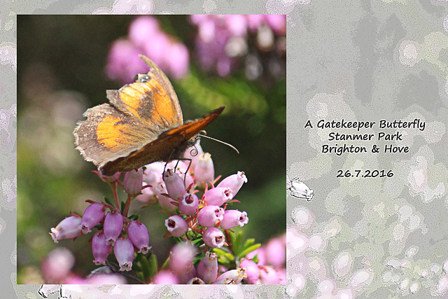 Gatekeeper butterfly Stanmer Park 26 7 2016