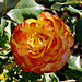 Parnell Rose Garden             1T0A2533