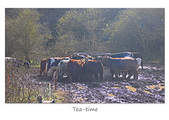 Cattle cake for tea - Seaford Head - 28 3 2016