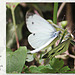 Large White butterflies m&f face to face Stanmer Park 26 7 2016