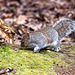 Squirrel looking for nuts