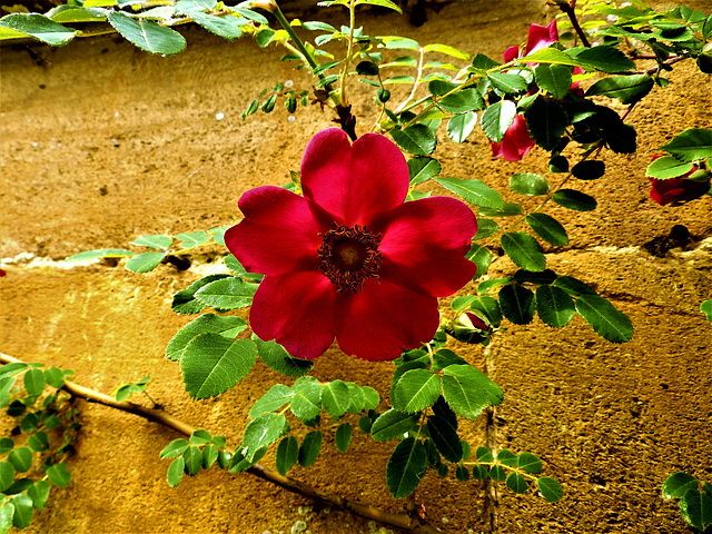 An Old English Rose.