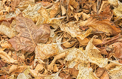 dry leaves 1
