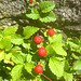 Grün und rot - verda kaj ruĝa - Scheinerdbeere