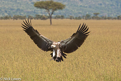 Vulture coming in to land...
