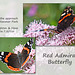 Red Admiral near Stanmer Park 26 7 2016