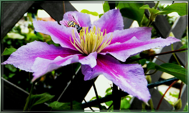 Clematis + Hoverfly... ©UdoSm