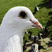 P1000645b Calbourne Water Mill - white dove