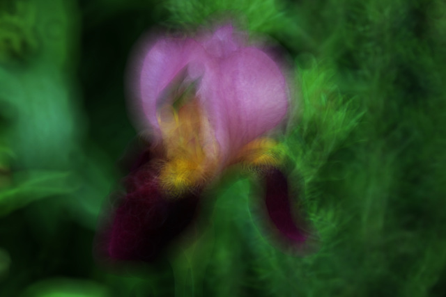 La beauté de cet iris m'a troublé .
