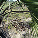 DSC04944 - infrutescência de butiá Butia catarinensis, Arecaceae