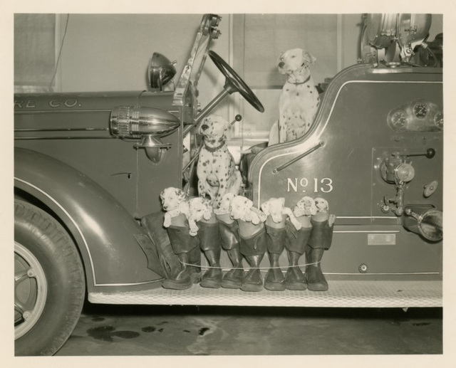 Dalmatian Pups in Boots on Engine No. 13