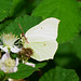 Gonepteryx rhamni ♀ auf Brombeerblüte