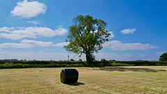 Tree and bale