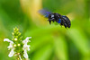 Blaue Holzbiene im Anflug - Vielett carpenter bee approaching