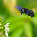 Blaue Holzbiene im Anflug - Vielett carpenter bee approaching