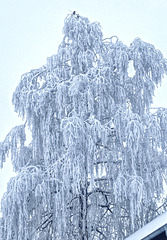 Birds on a frozen birch