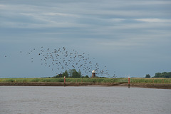Birds Over The River Yare