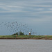 Birds Over The River Yare