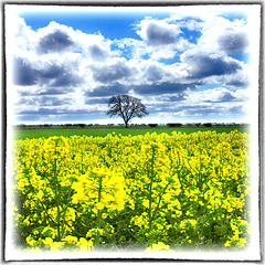 The field of yellow