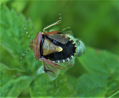 Shield Bug Opening Wings And Exposing A Soft Spot!!
