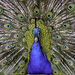 Peacock on show
