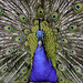 Peacock on show