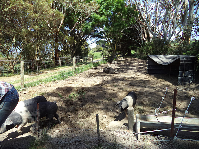 the piglets get a new paddock