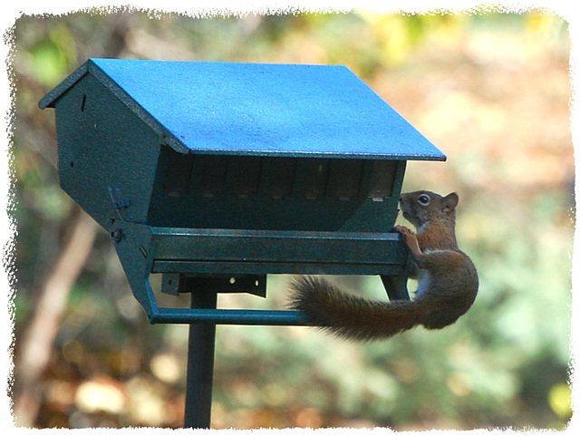 The Little red squirrel