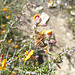 native pea flower  mallee South Australia