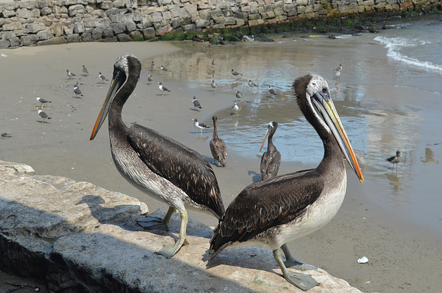 Lima, Playa Agua Dulce, A Couple of Pelicans