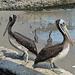 Lima, Playa Agua Dulce, A Couple of Pelicans