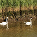 Swans On The Waveney
