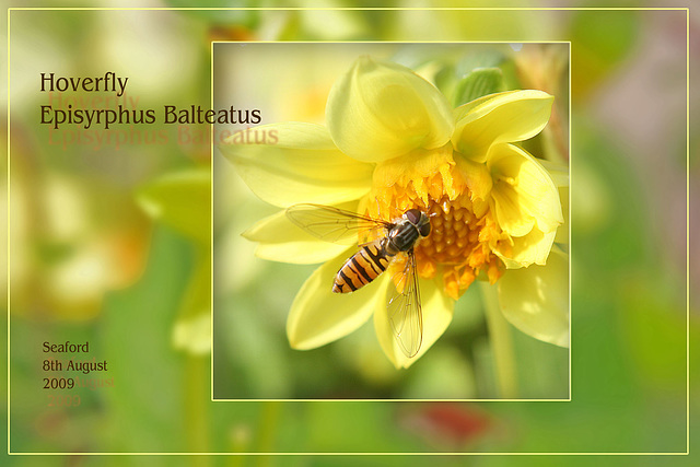 Hoverfly Episyrphus Balteatus on yellow dahlia 8 8 09