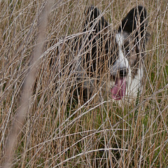 Hunting in the long grass